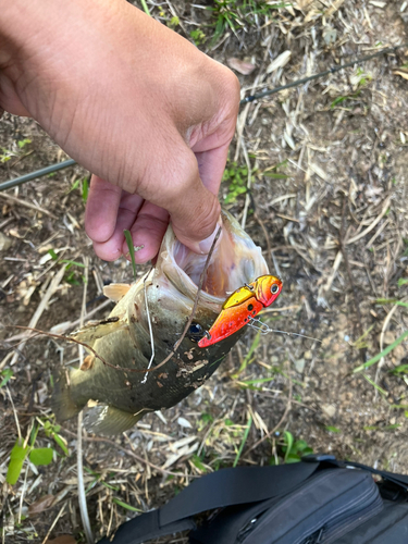 ブラックバスの釣果