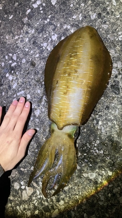 アオリイカの釣果