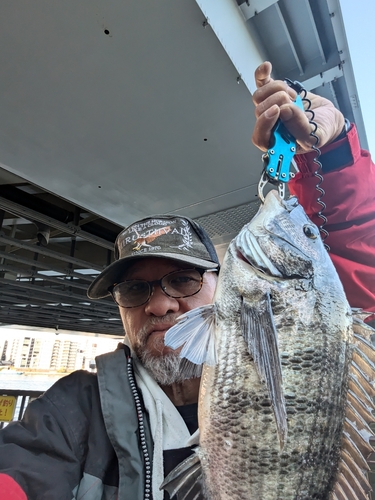 クロダイの釣果