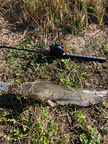 ナマズの釣果