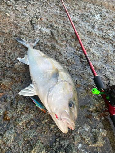 カンパチの釣果