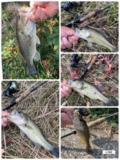 ブラックバスの釣果