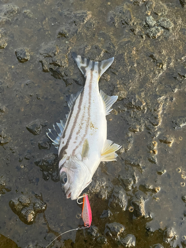 コトヒキの釣果