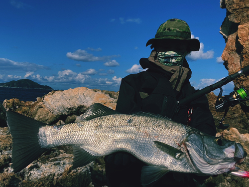 ヒラスズキの釣果