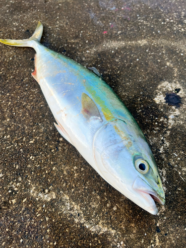 ハマチの釣果