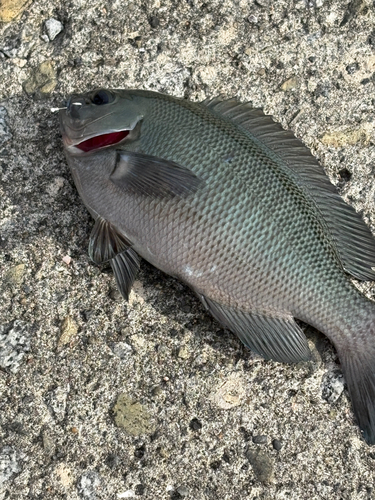 メジナの釣果