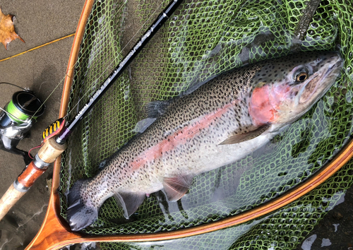 ニジマスの釣果