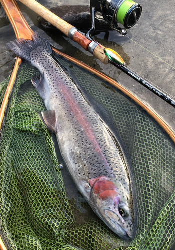 ニジマスの釣果