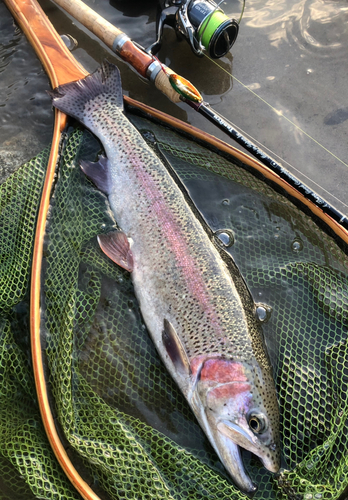 ニジマスの釣果