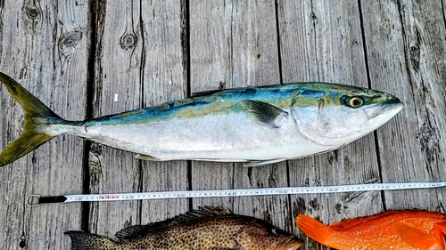 ワラサの釣果