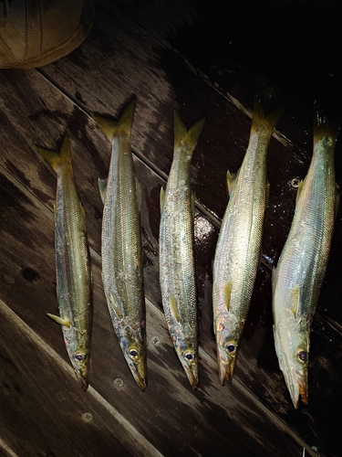 カマスの釣果