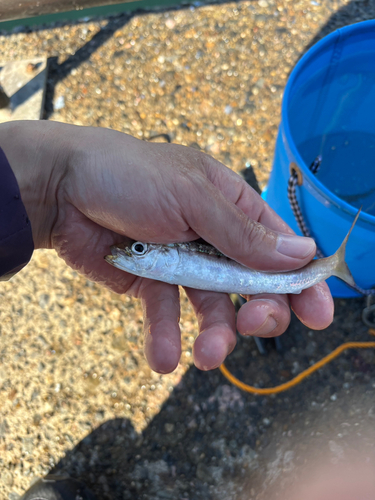 マイワシの釣果