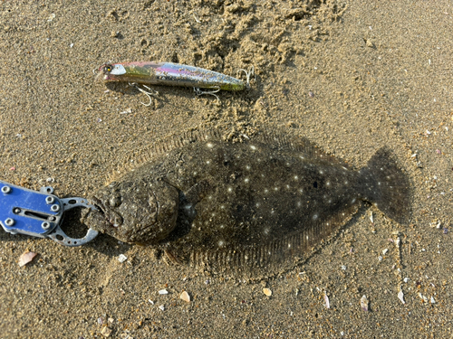 ソゲの釣果