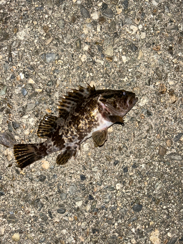 タケノコメバルの釣果