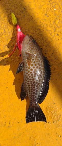 オオモンハタの釣果