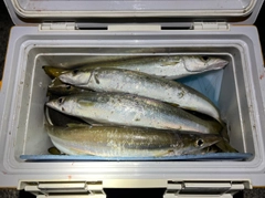 カマスの釣果