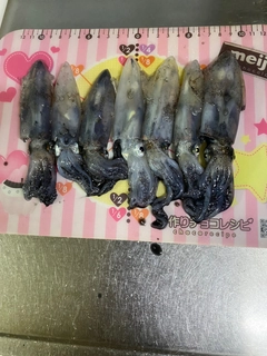 マメイカの釣果