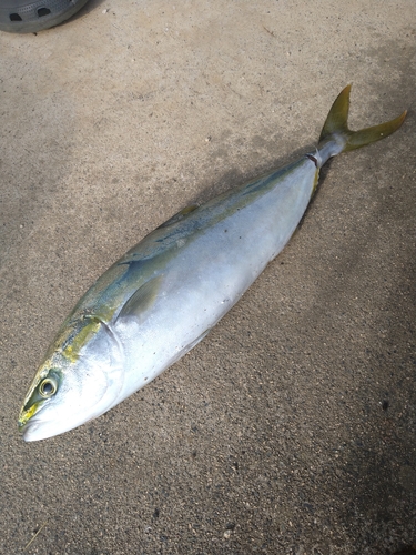 しまなみ海道