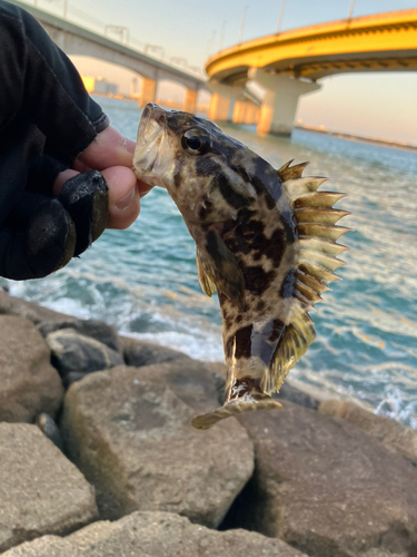 タケノコメバルの釣果