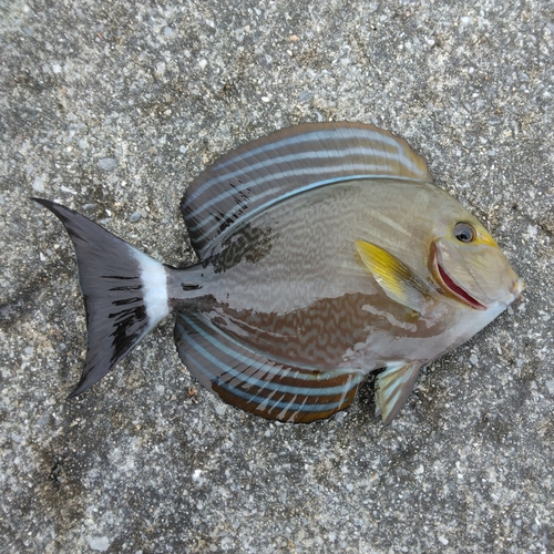 沖縄本島