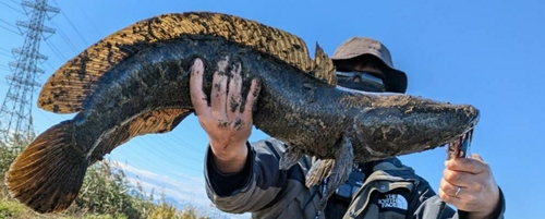 カムルチーの釣果