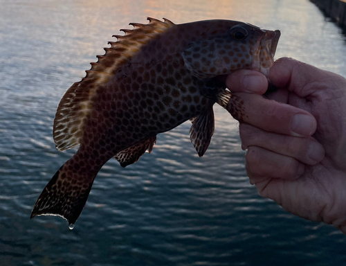 オオモンハタの釣果