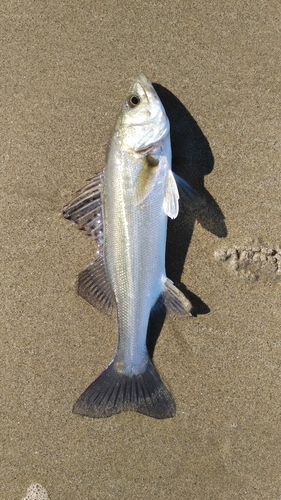 セイゴ（マルスズキ）の釣果