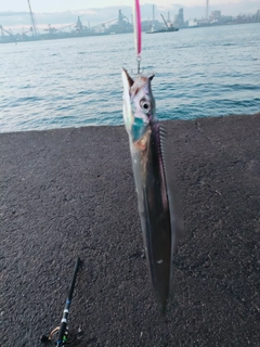 タチウオの釣果