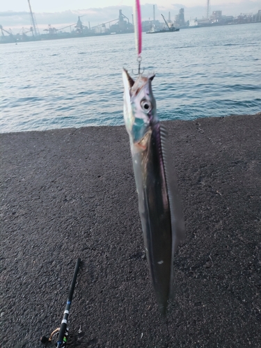 タチウオの釣果