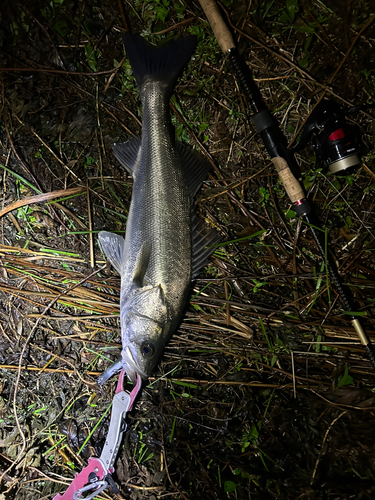 スズキの釣果