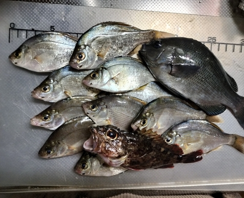 ウミタナゴの釣果