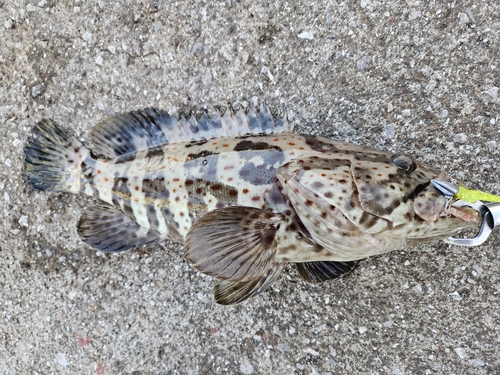 チャイロマルハタの釣果