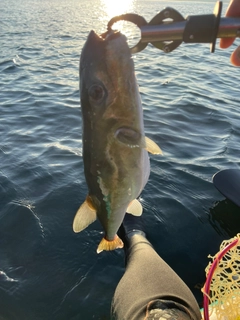 オオモンハタの釣果