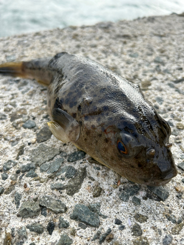 クサフグの釣果