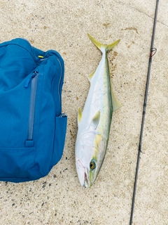 ヤズの釣果