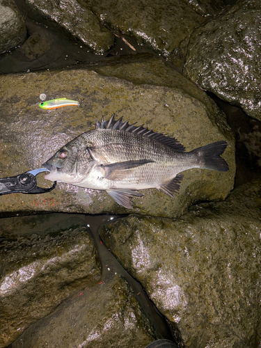 クロダイの釣果