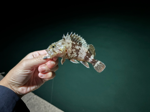 タケノコメバルの釣果