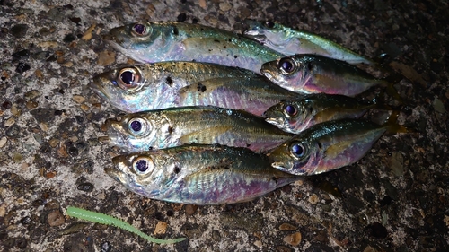 アジの釣果