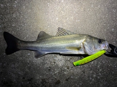 シーバスの釣果