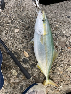 ハマチの釣果