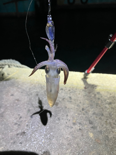 ヒイカの釣果