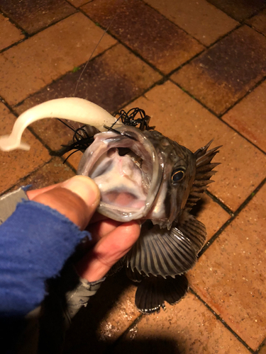 クロソイの釣果