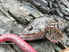 アイナメの釣果