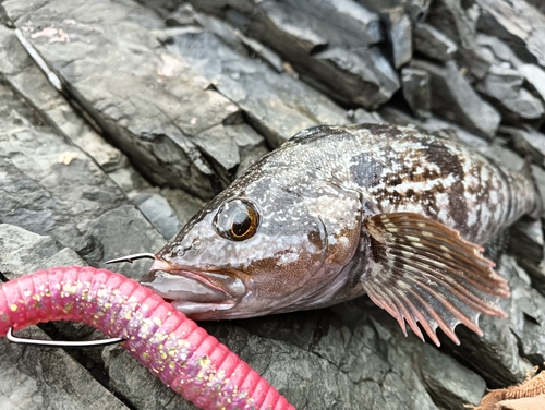 アイナメの釣果