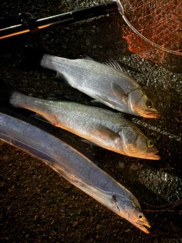 タチウオの釣果