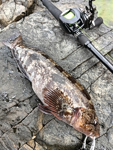 アイナメの釣果