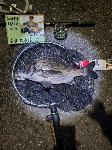 チヌの釣果