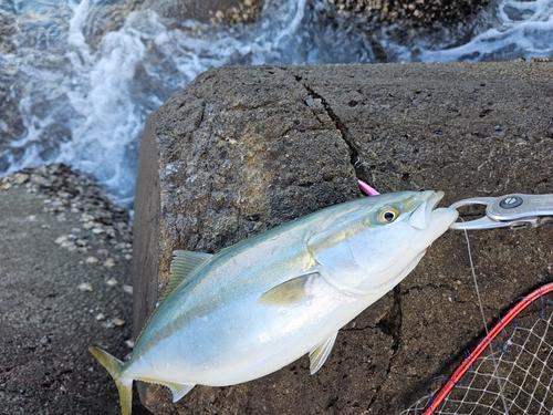 ヤズの釣果