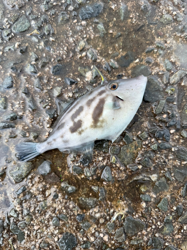 ウマヅラハギの釣果