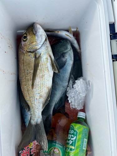 ヘダイの釣果